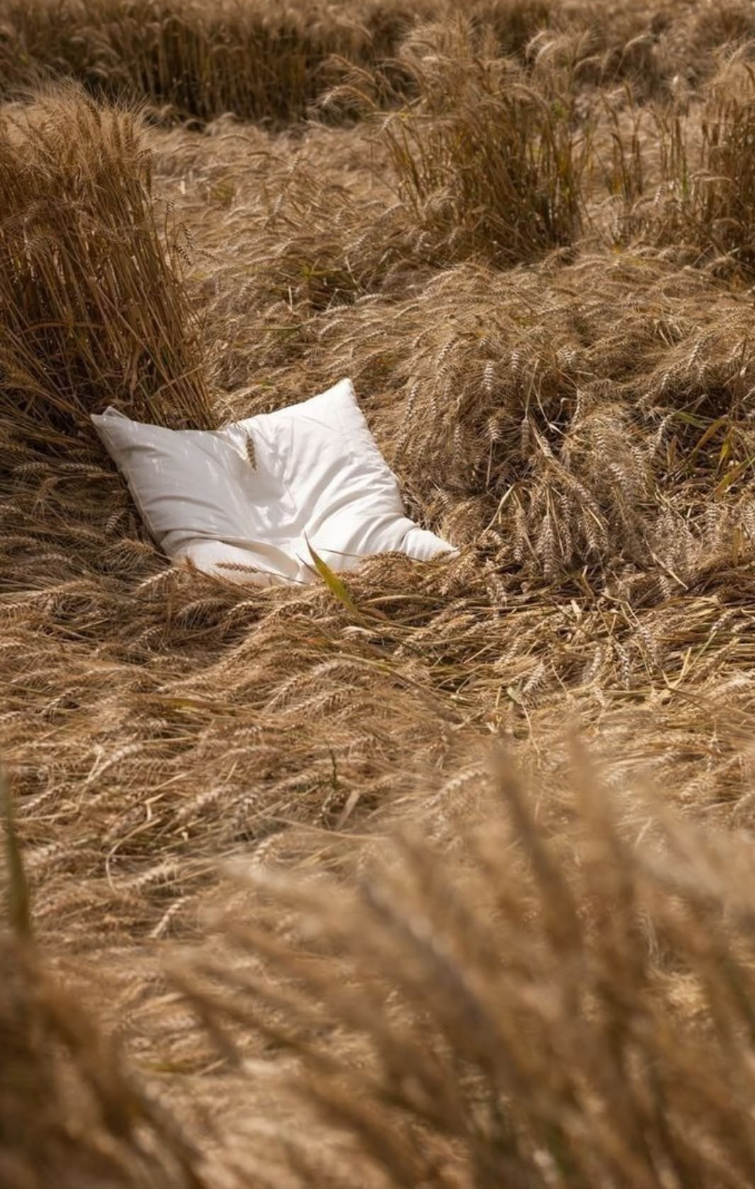 White pillow resting among golden wheat stalks in a sunlit field